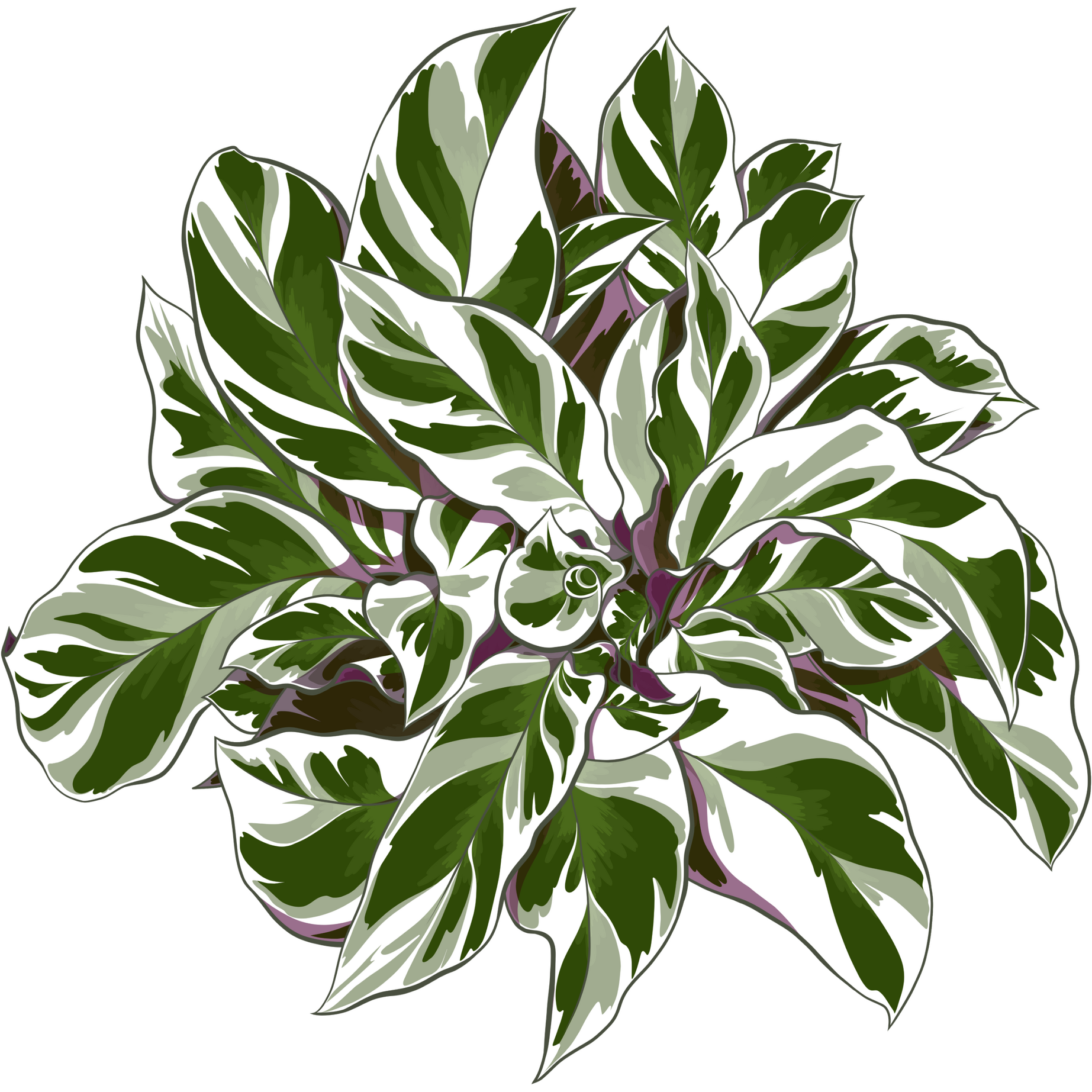 CALATHEA WHITE FUSION