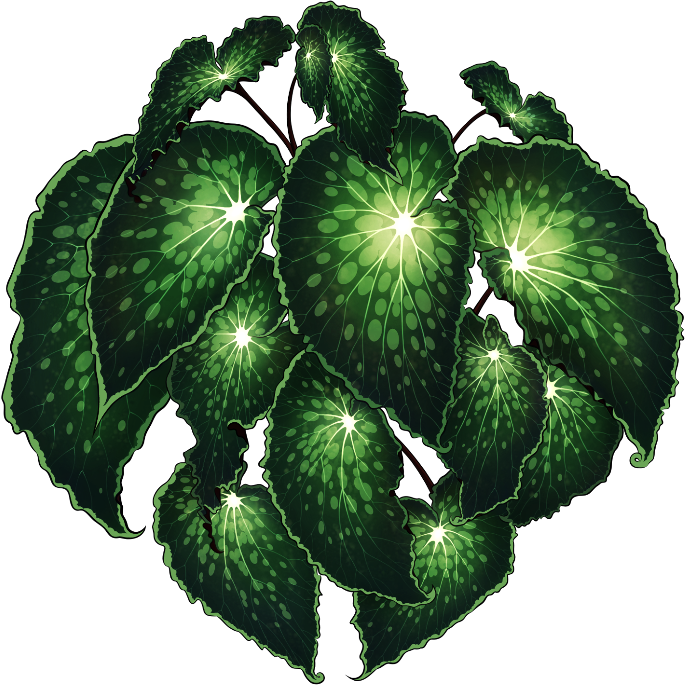 BEGONIA CHOLROSTICTA